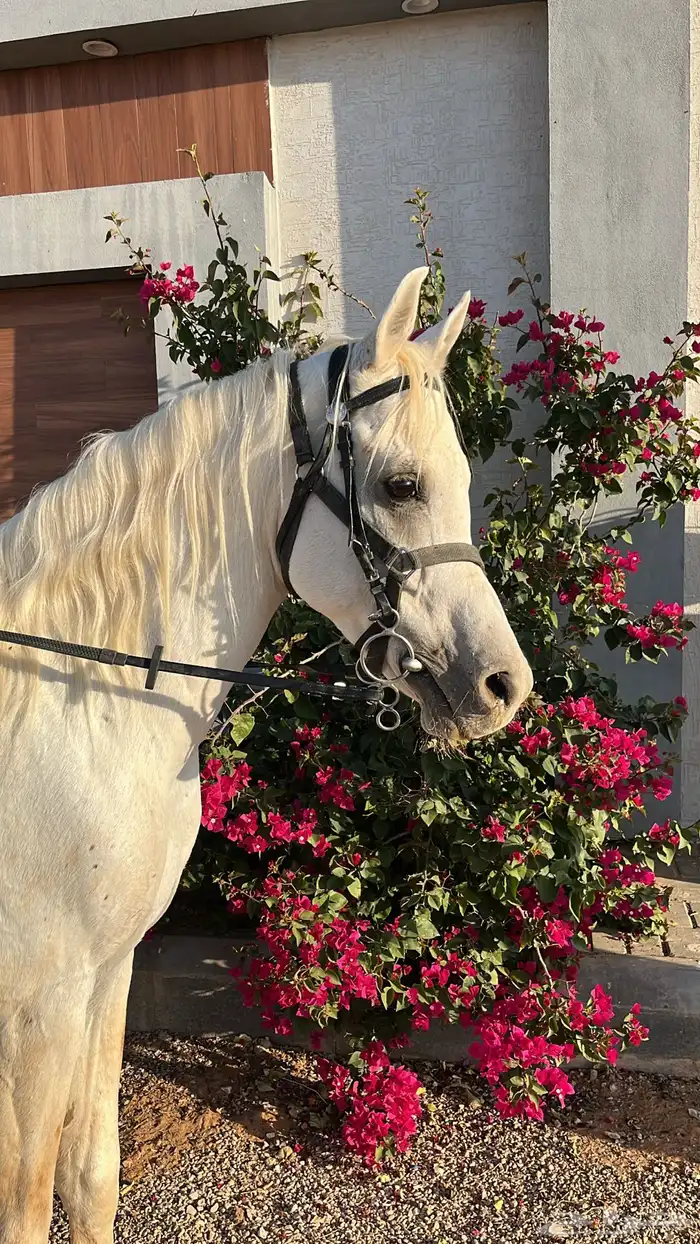 حصان واهو مصري بيور 0