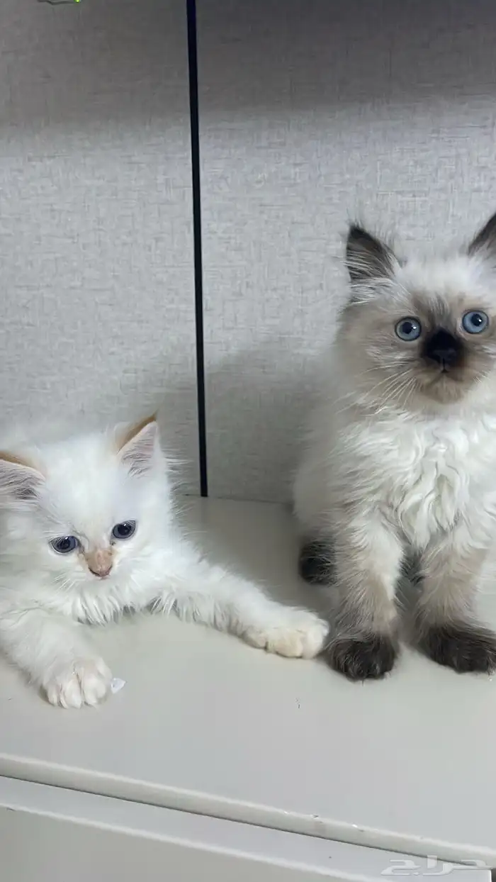 قطط كيتن للبيع العمر شهرين 2