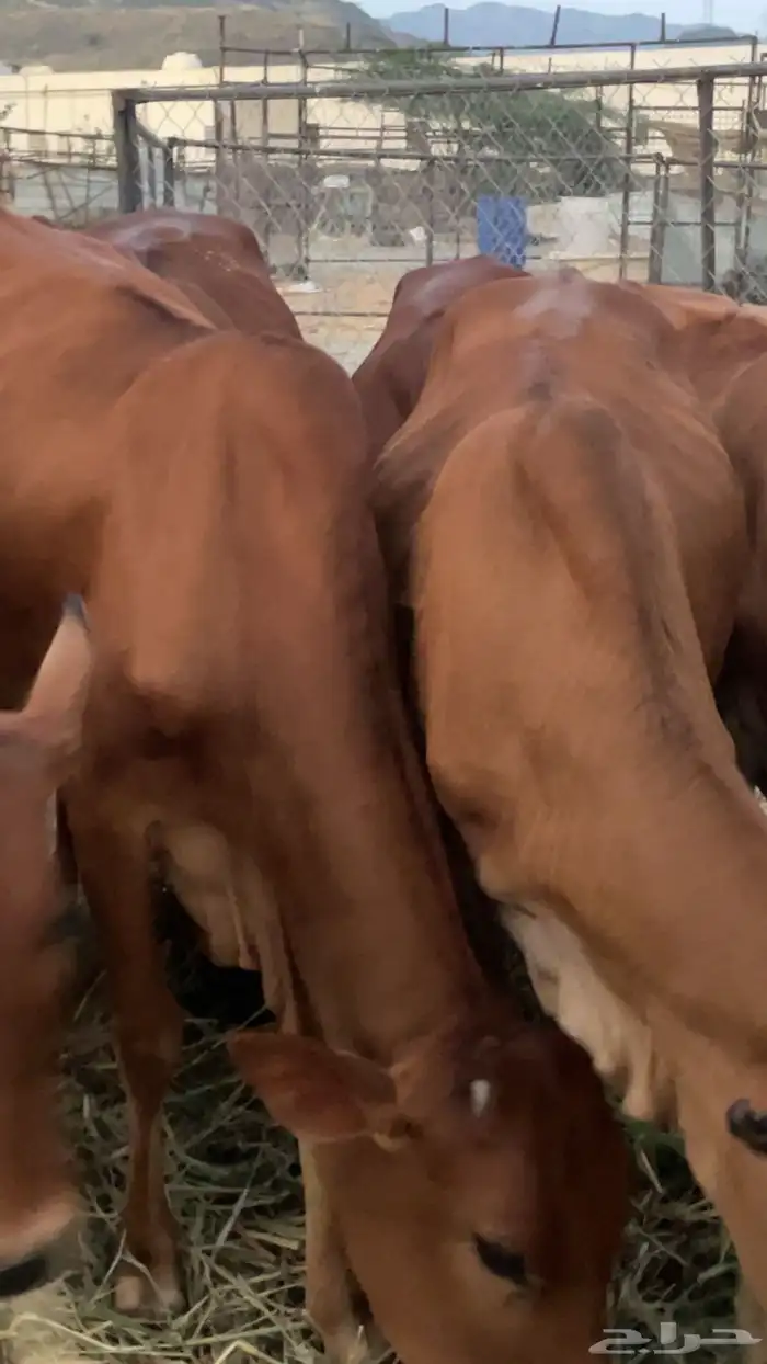 تأسيس مراح 1