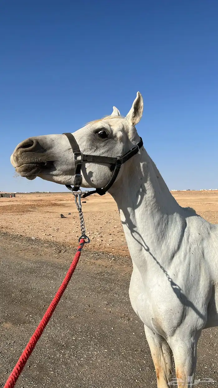 حصان واهو مصري بيور 1