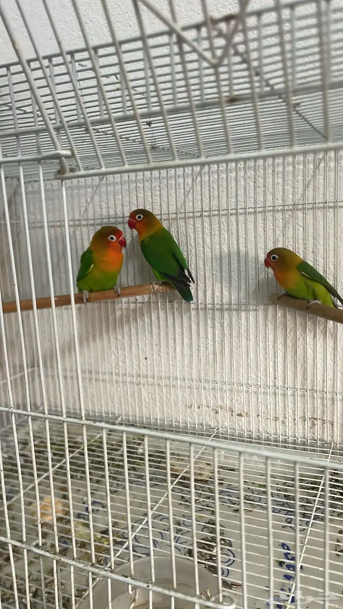 اجوز روز وا فيشر 5