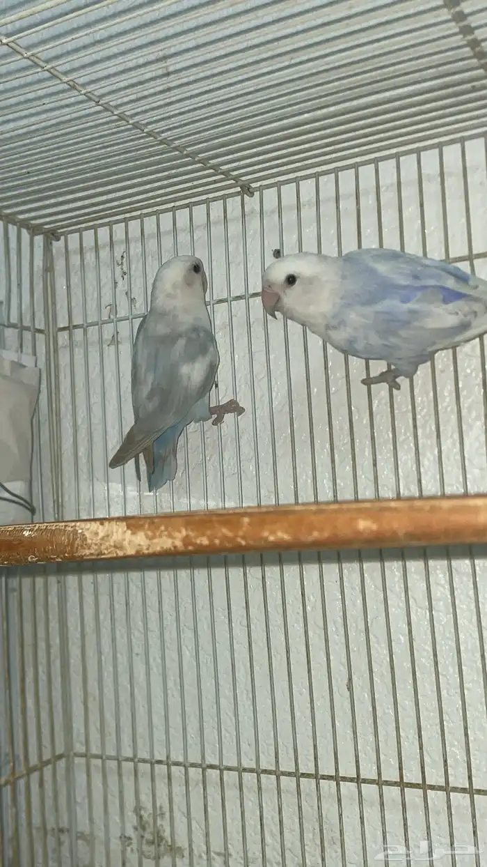 اجوز روز وا فيشر 2