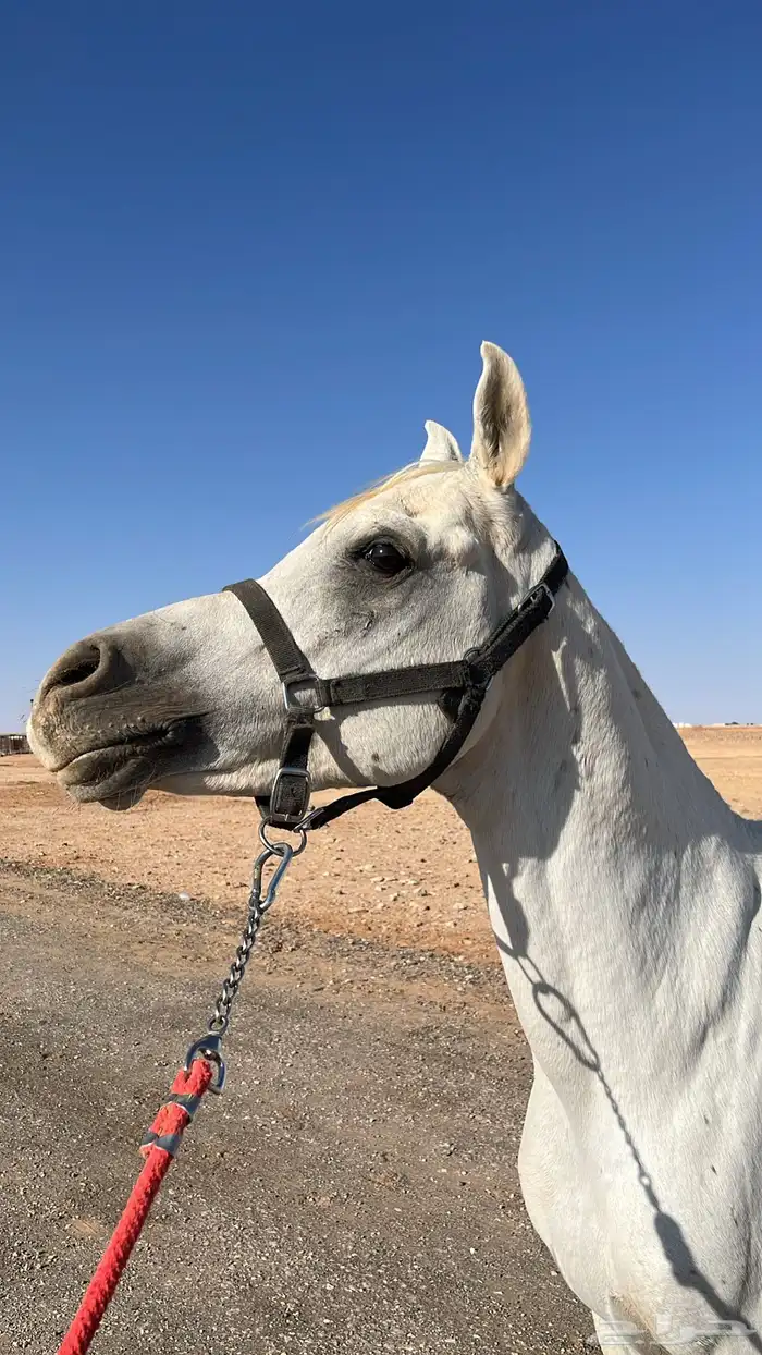 حصان واهو مصري بيور 2