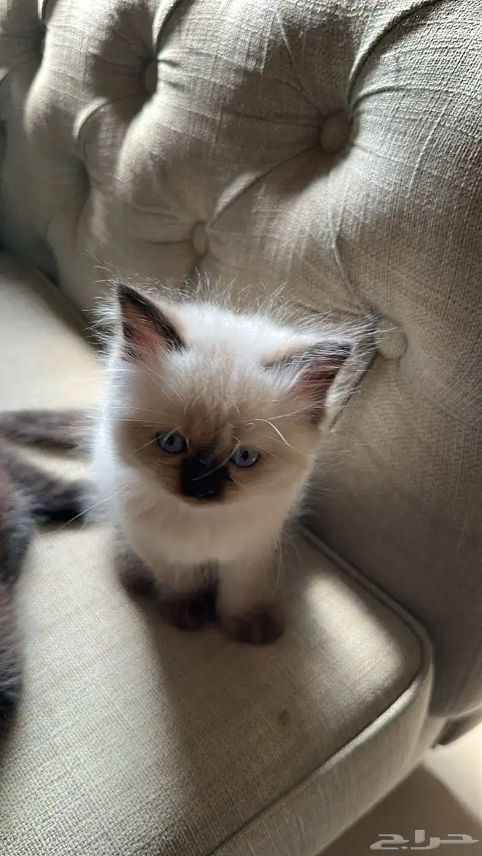 قطط للبيع 4