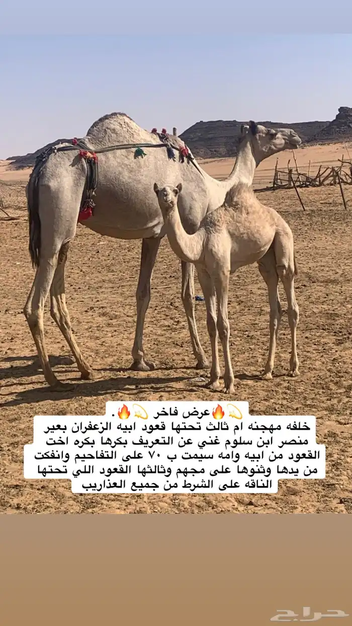 خلفه اصيل كفو ومنتجه 0