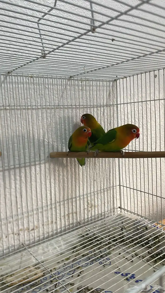 اجوز روز وا فيشر 6