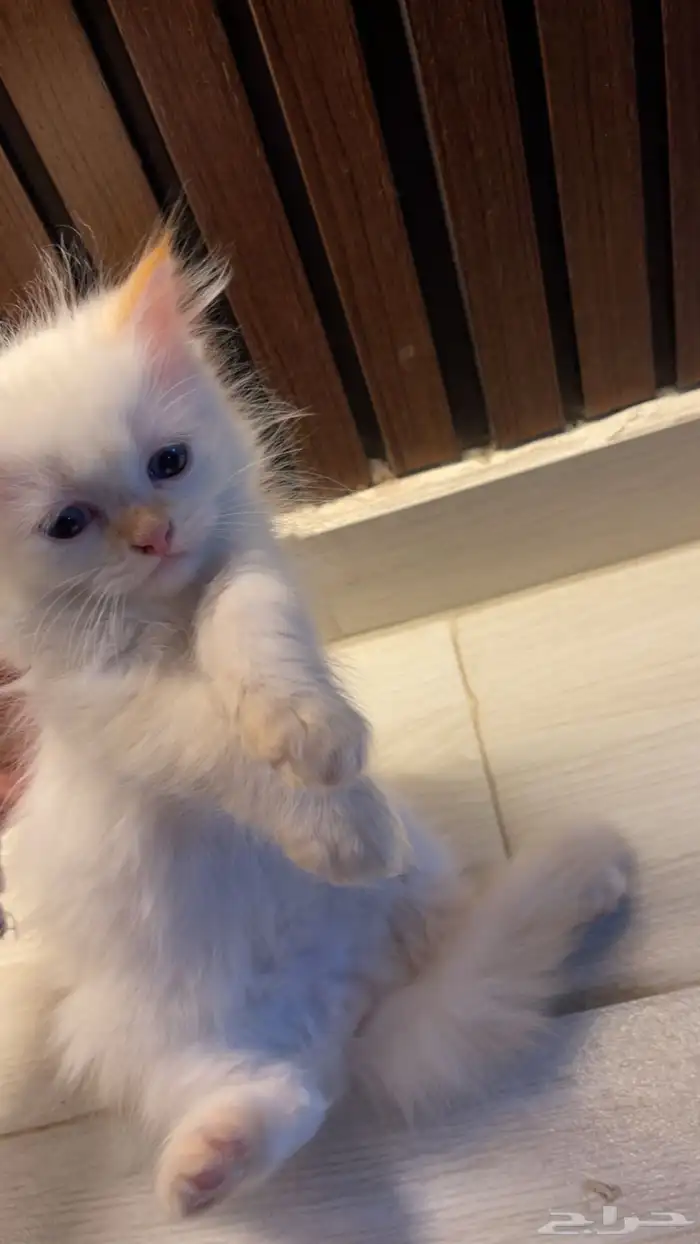 قطط كيتن للبيع العمر شهرين 0