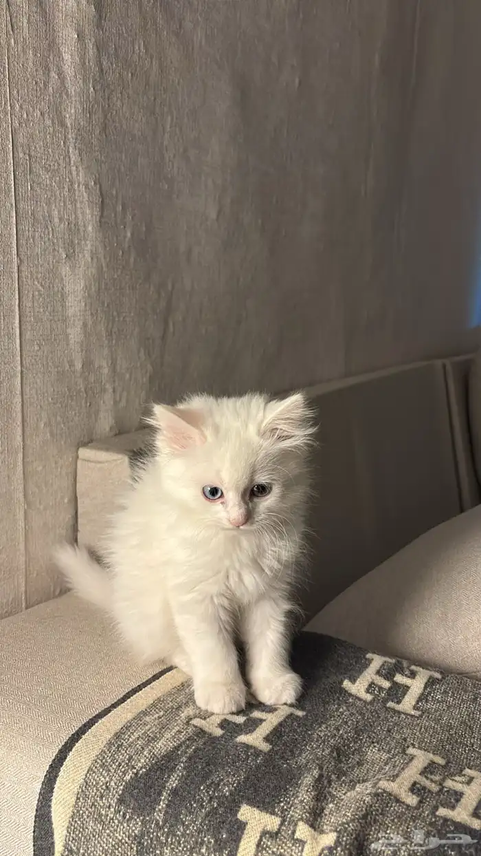 قطه انثى (Permian mix   هملايا فاتحة ) العمر شهرين تقريبا 7