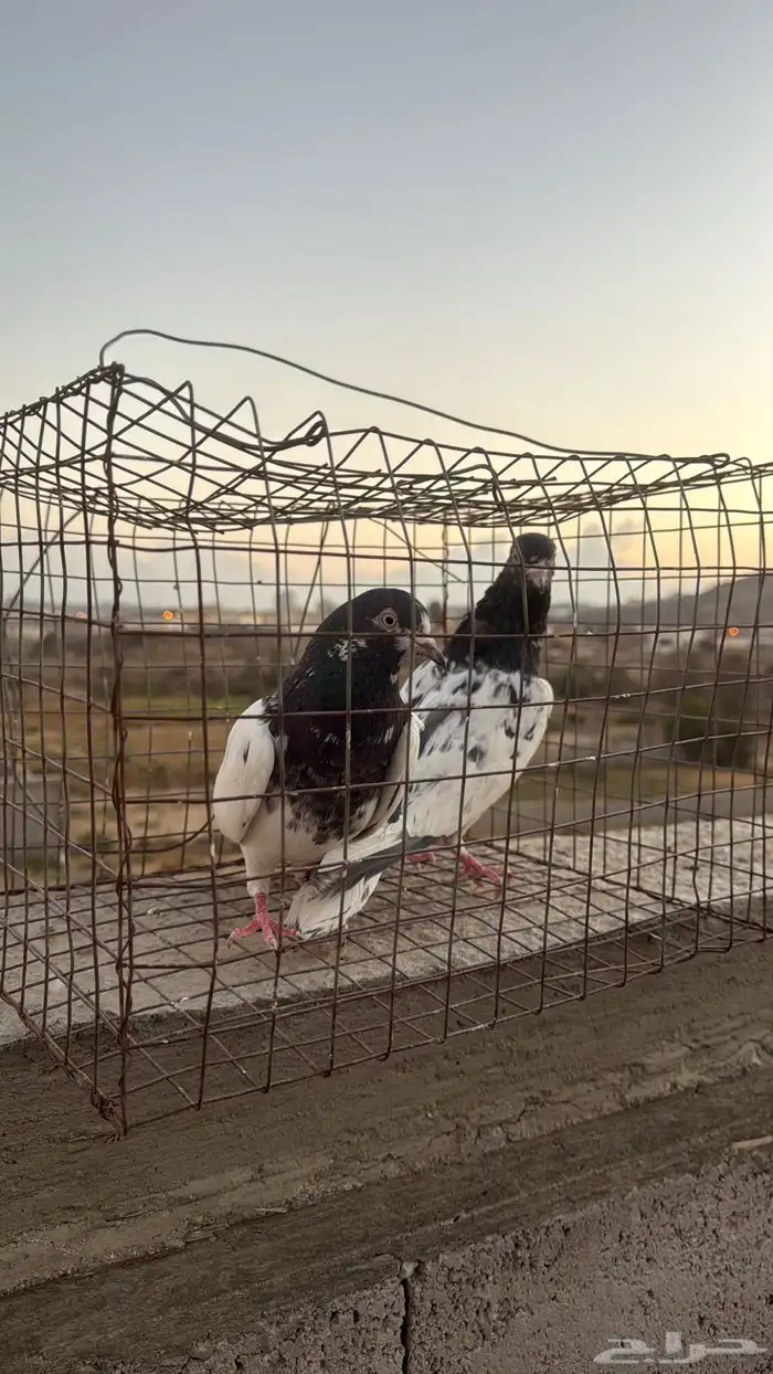 حمام باكستاني 1