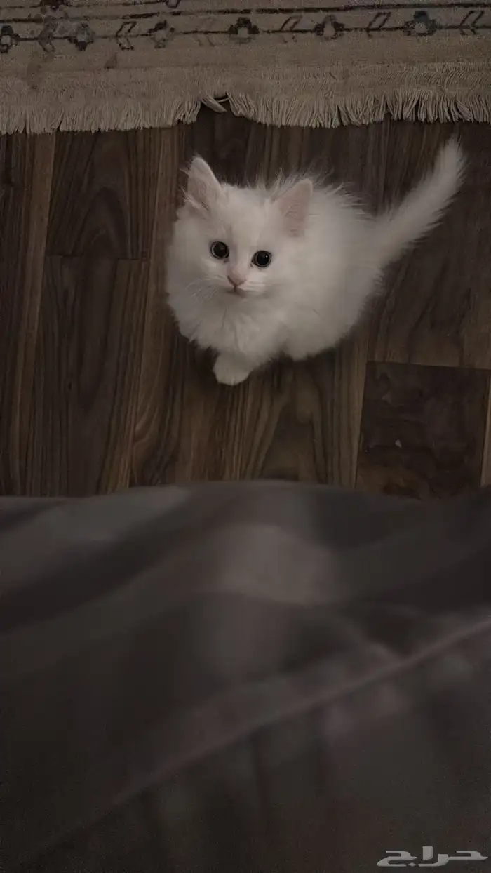 قطه انثى (Permian mix   هملايا فاتحة ) العمر شهرين تقريبا 5