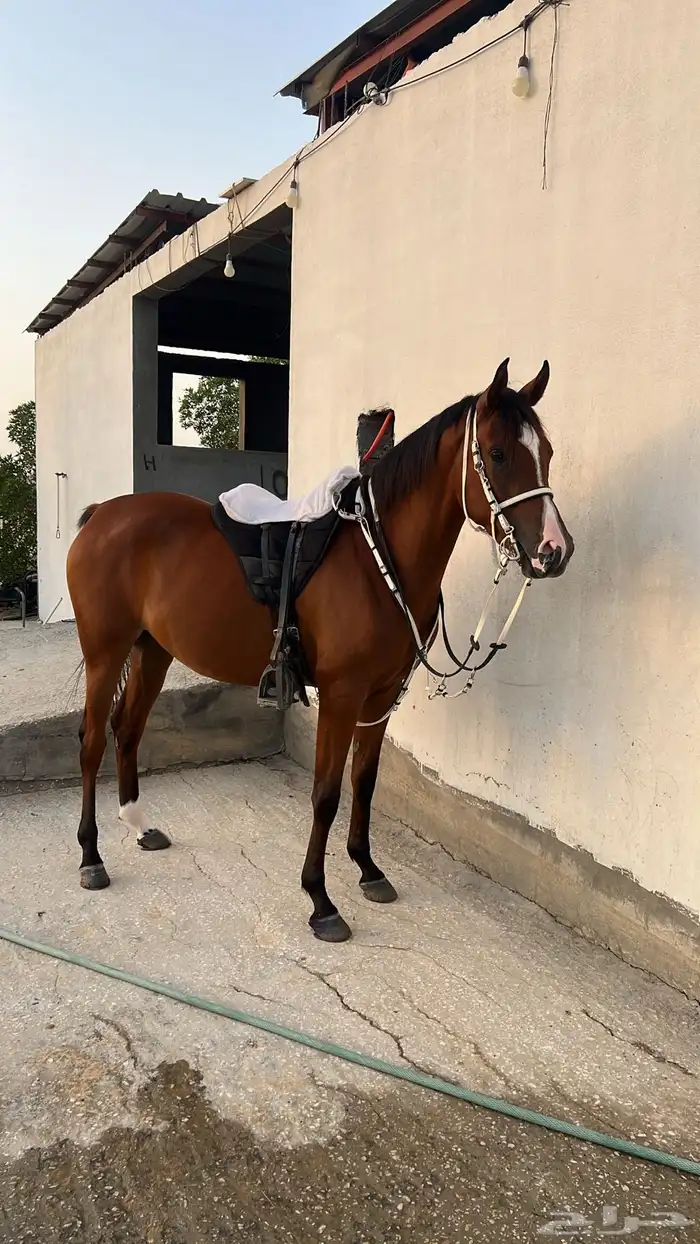 فرس شعبيه فاخره وتحتها مهر 2