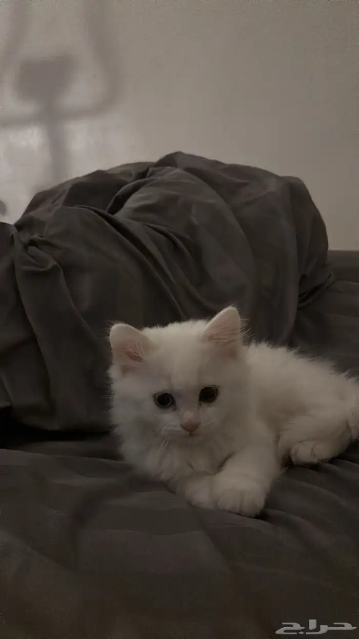 قطه انثى (Permian mix   هملايا فاتحة ) العمر شهرين تقريبا 6