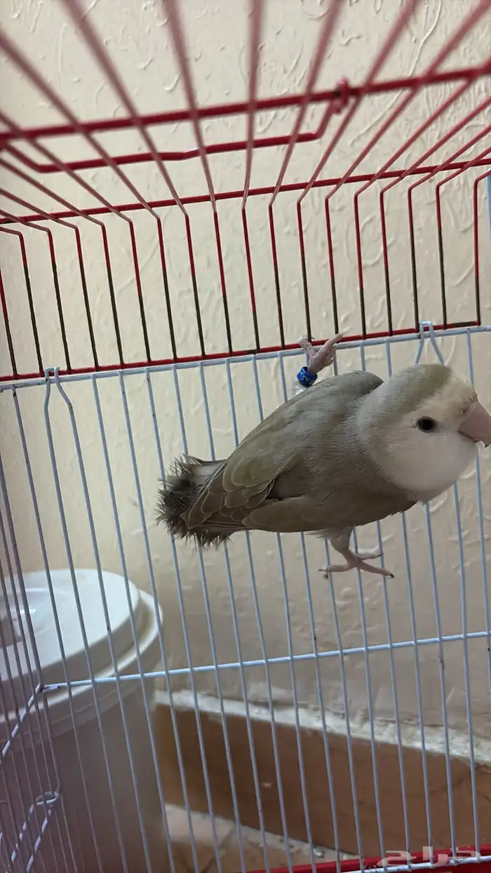 انثى روز للبيع 0