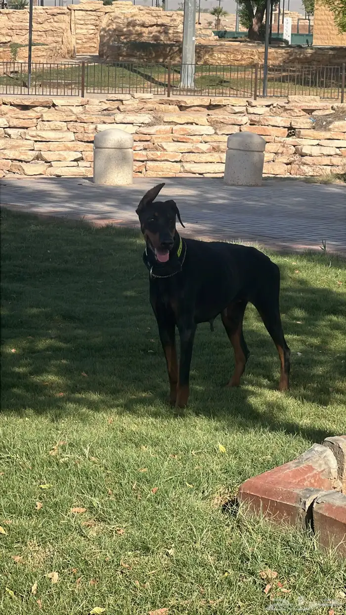 دوبرمان انث 2