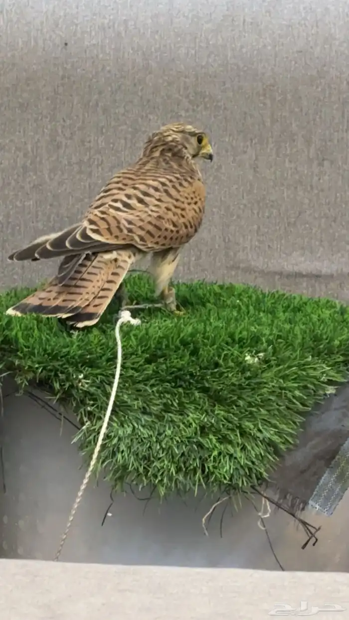 بأشق مدرب 100 100 ما يعض أبدا على السوم 1