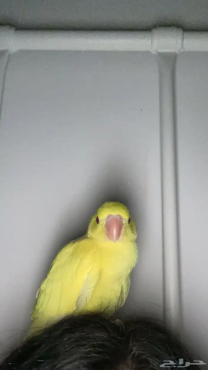 درة فرخ لاتينو للبيع 1