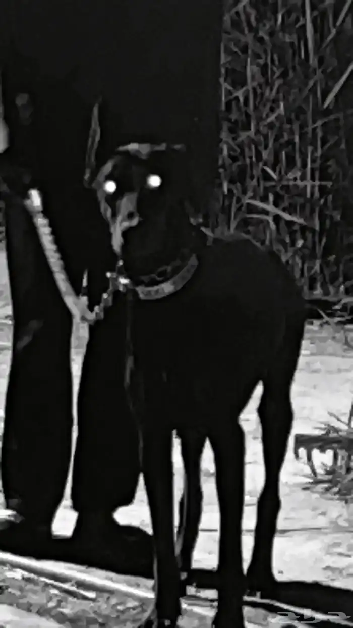 دوبرمان انث 0