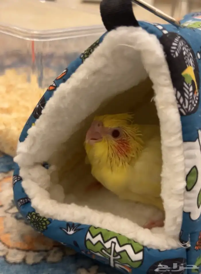 فرخ كروان للبيع 4