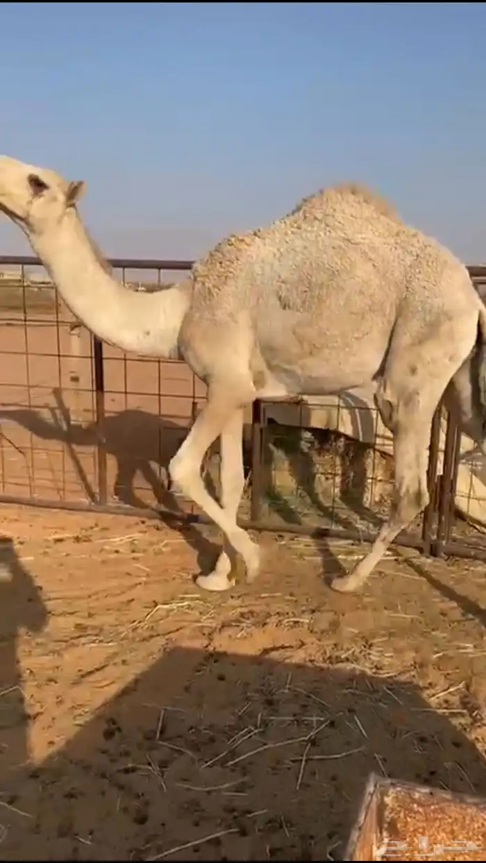 للبيع قعود طيب جدا سنه حق طايش الموقع على الكبري الرين 3