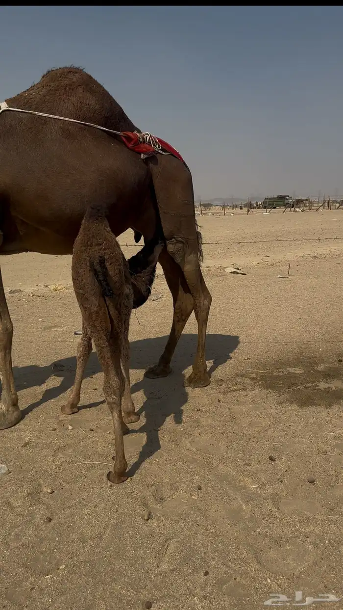 خلفه ساحليه مصغر معها بكره 5