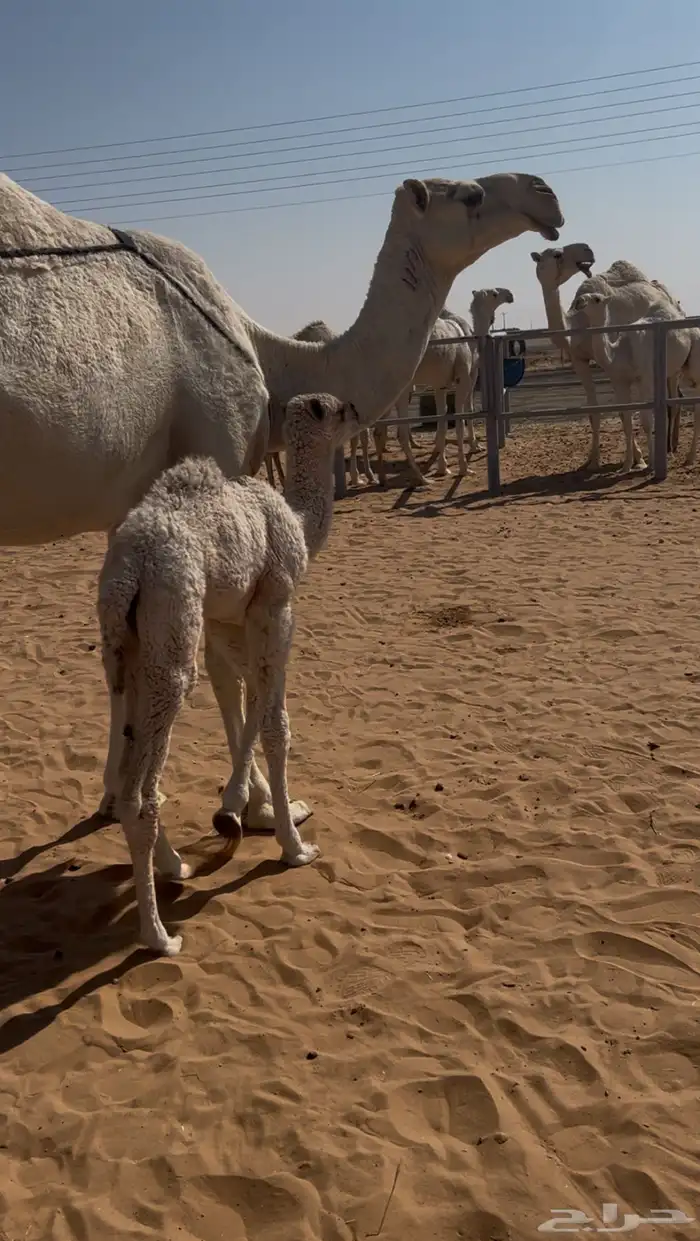 خلفه رمانيه 3