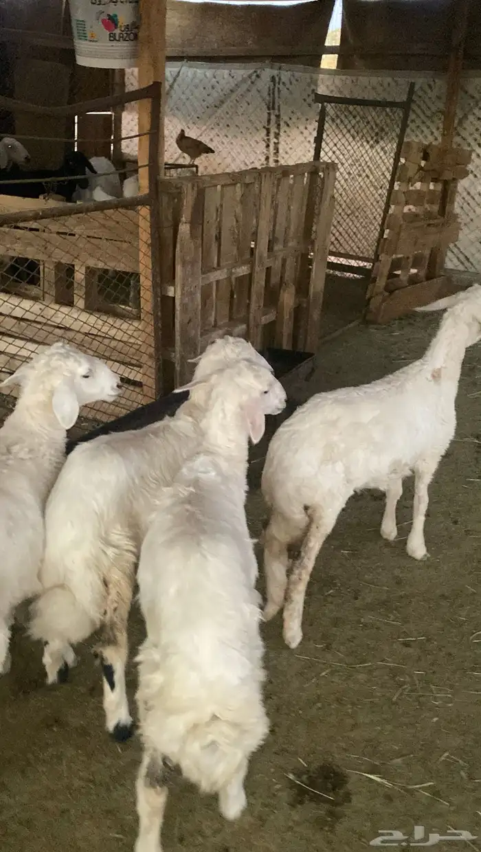 ارخال حريات 2