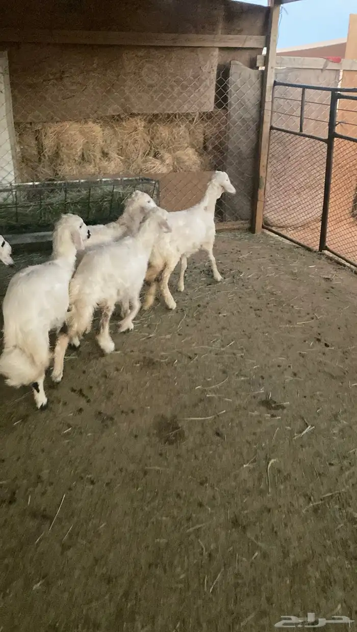 ارخال حريات 1