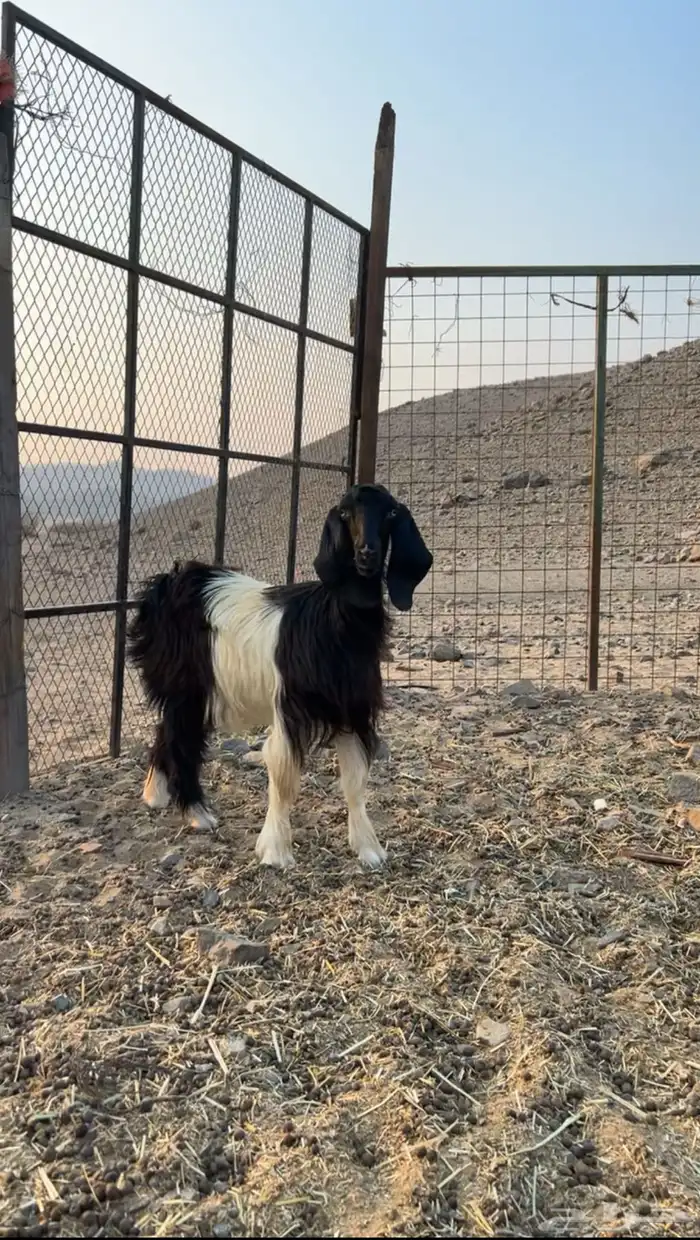 جفره للبيع 2