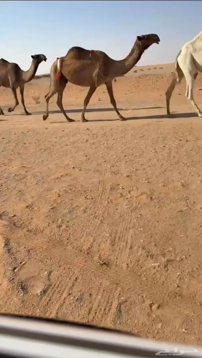 عشاير 2 شعل كفوو 1