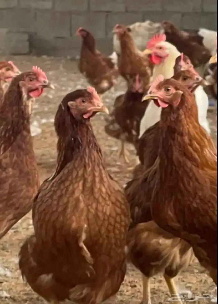 دجاج لوهمان براون الماني بيور دم صافي مستورد 1