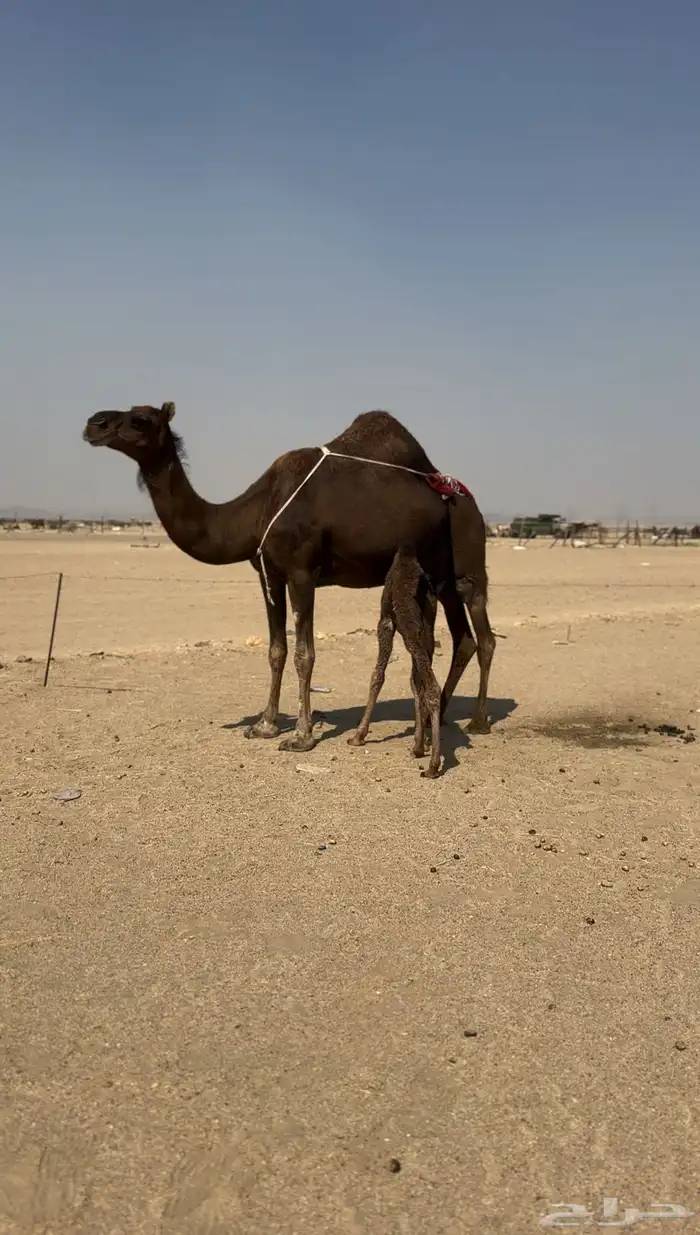 خلفه ساحليه مصغر معها بكره 6