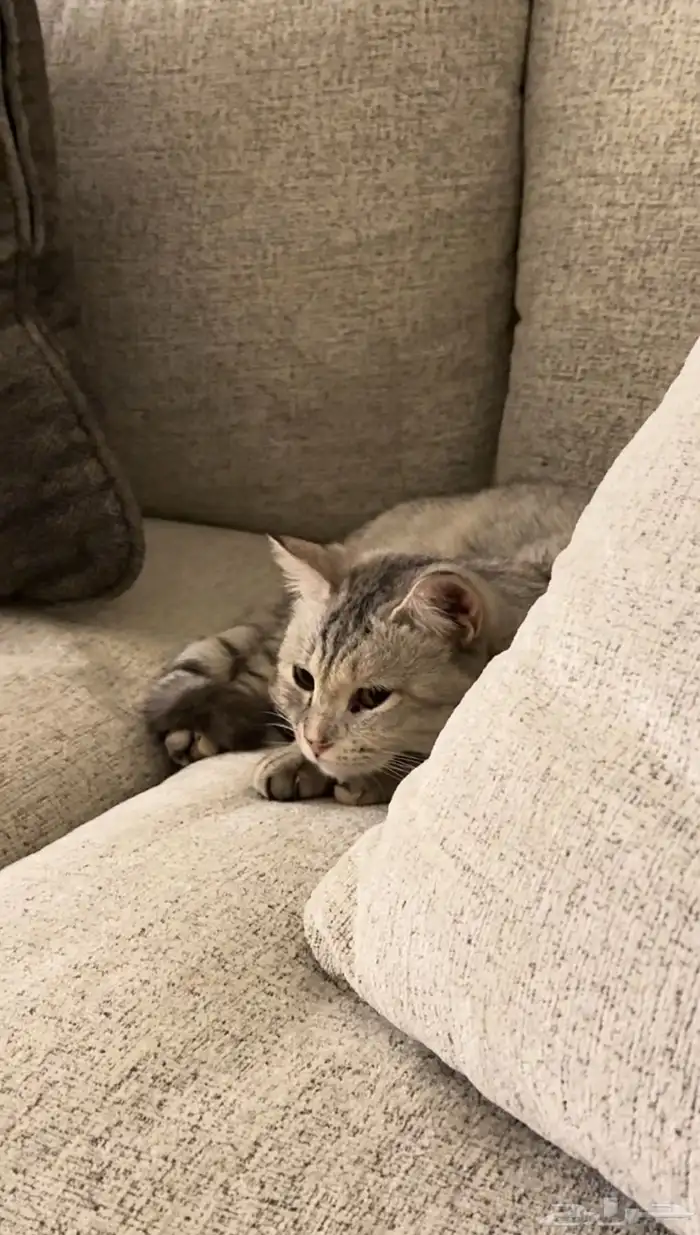 قطه سكوتش للتبني مع كامل اغراضها 0