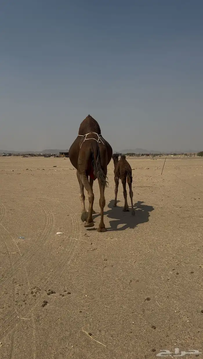 خلفه ساحليه مصغر معها بكره 2