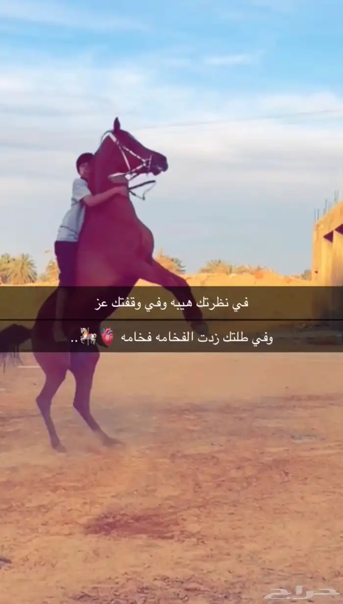 حصان واهو مكس جمال 0