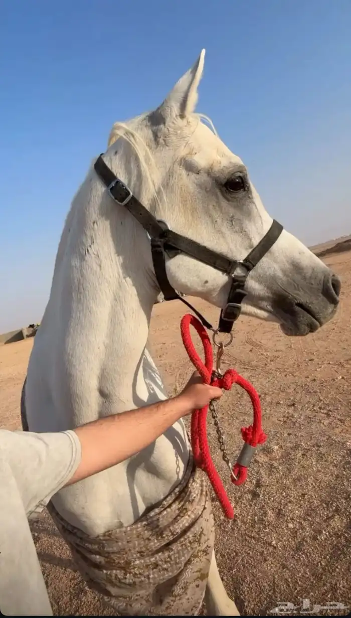 حصان واهو مصري بيور 4