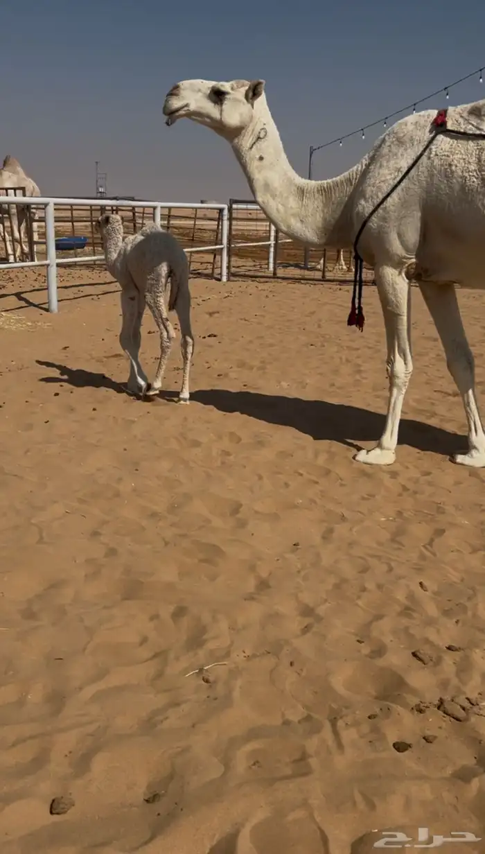 خلفه رمانيه 5