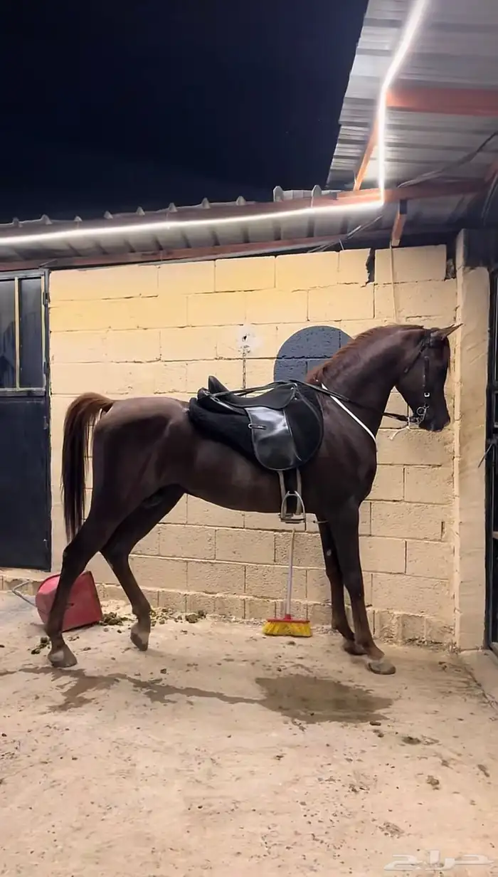 حصان شعبي كفو 0