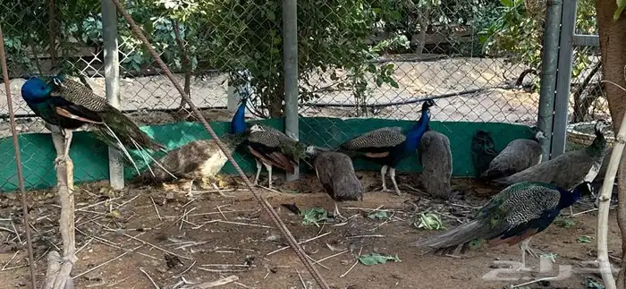 مجموعه طواويس للبيع 3