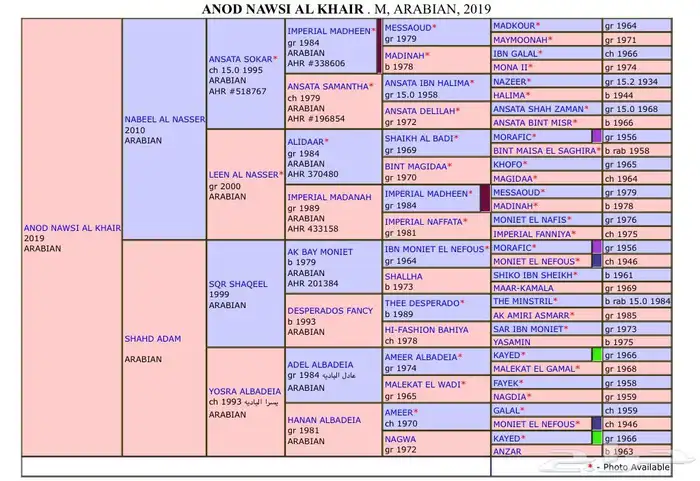 فرس مصري بيور 5