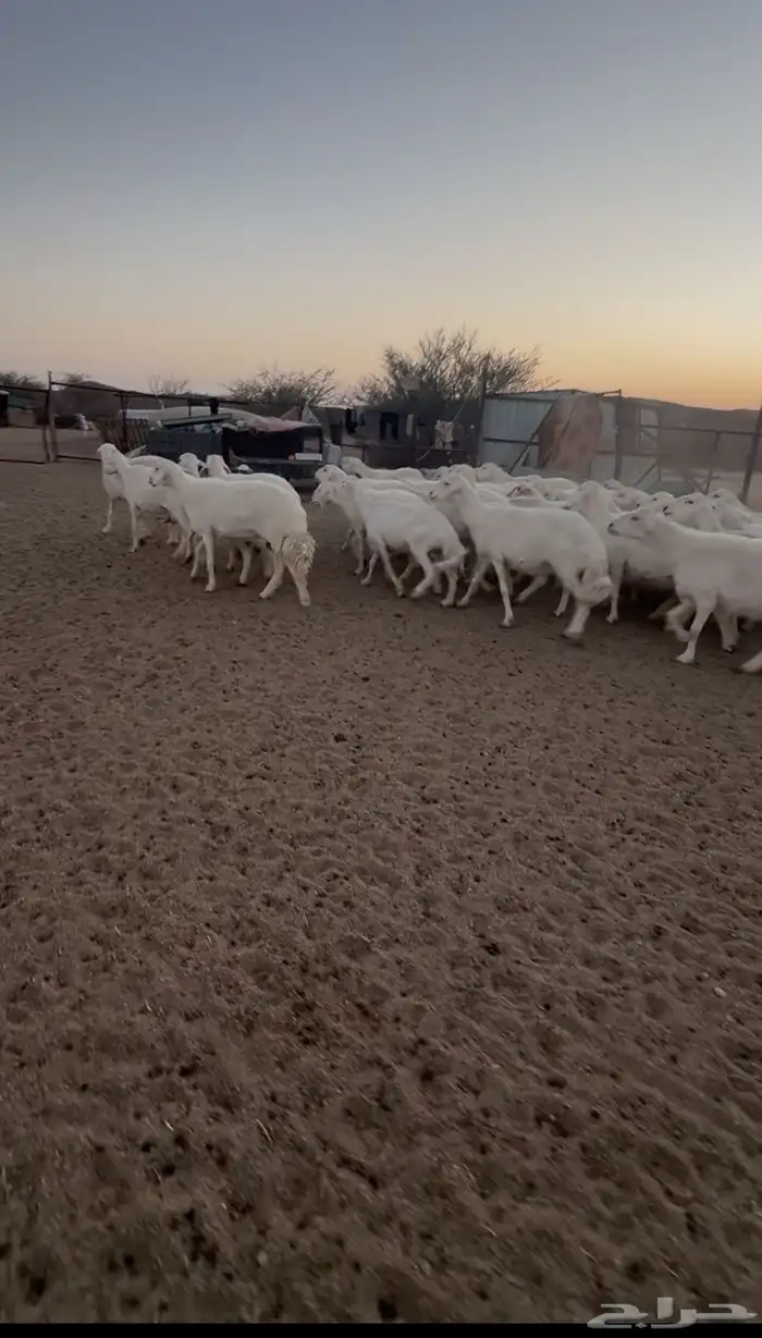 غنم ضان كفو 3