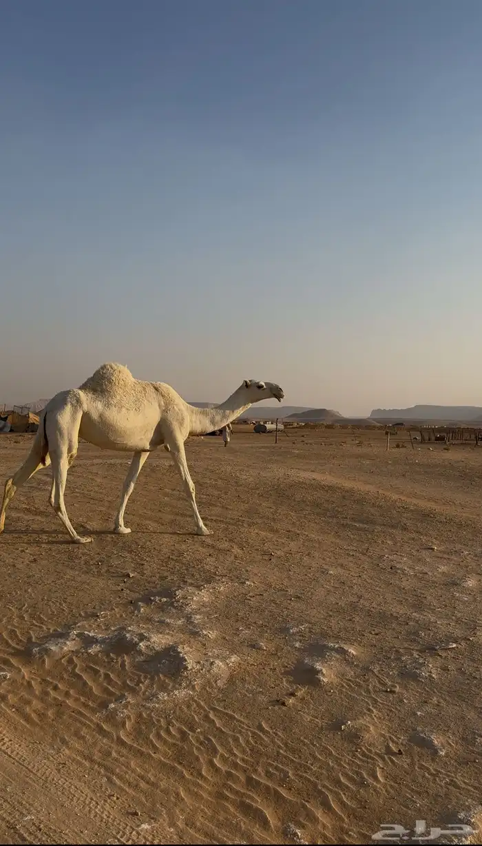 ضروب للبيع 1