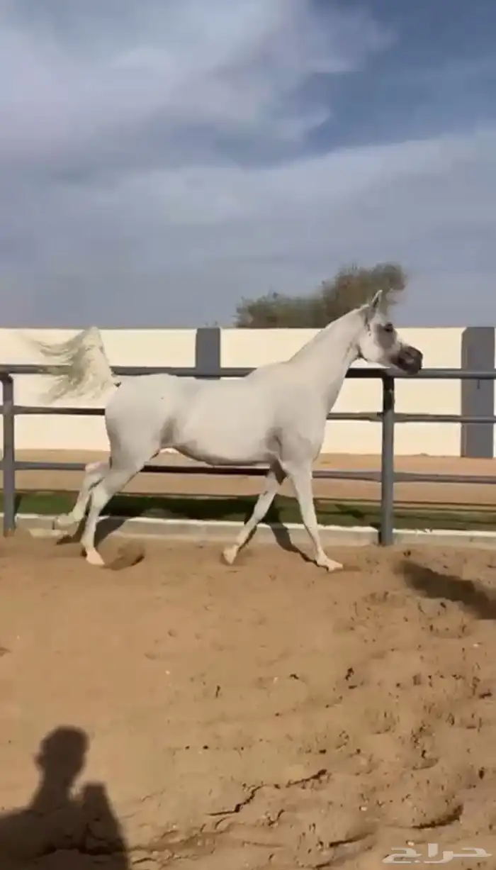 فرس واهو مكس فاخرة الطول 158 ولقاح 6 شهور 2