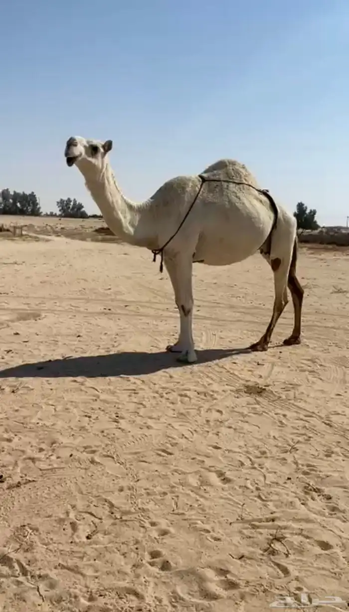 عشرا وضحا ظروبه 0