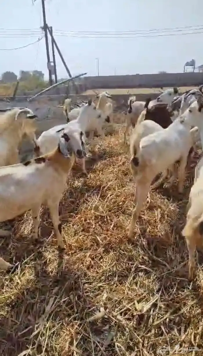 عرض وبيع مراح كامل 4