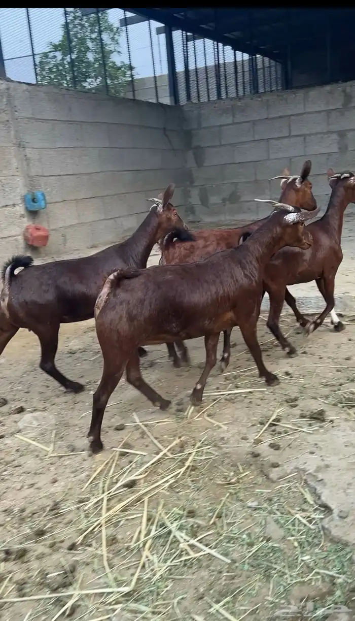 جفار دهم دبس صنف 4 5