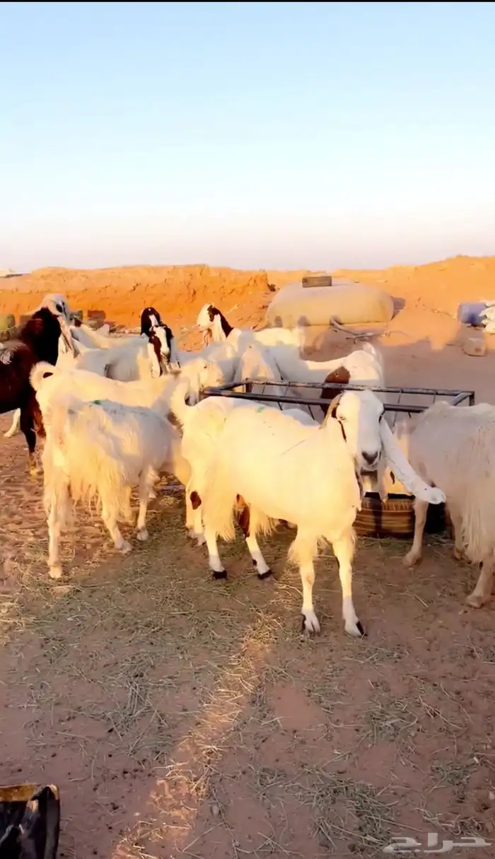 معزاء بيض جروم فاخره دفيع 1