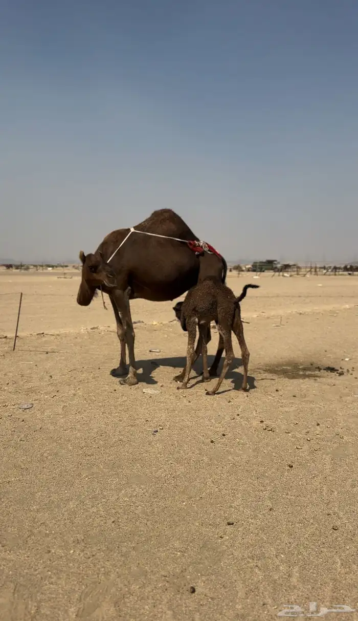 خلفه ساحليه مصغر معها بكره 1