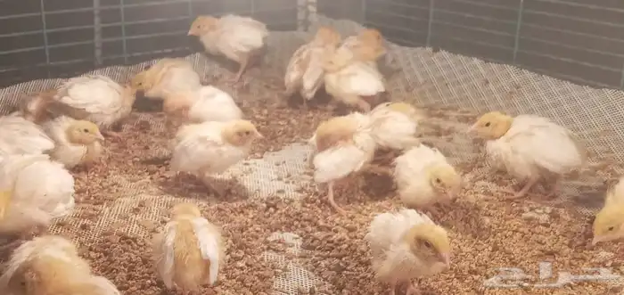 سمان تكساس 0