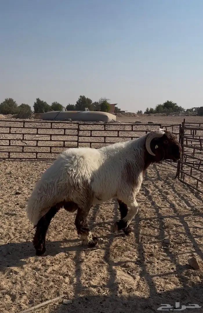 جذع صنف غنم نعيم فاخر 2