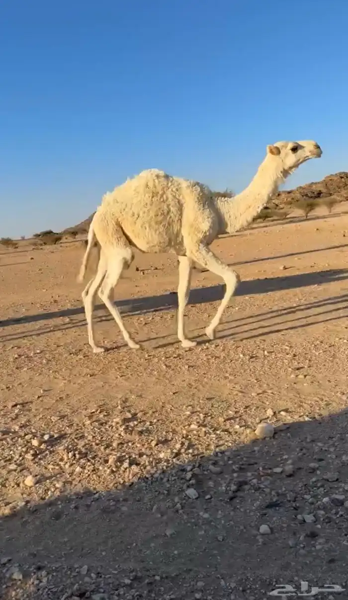 للبيع عشاير كفو 3